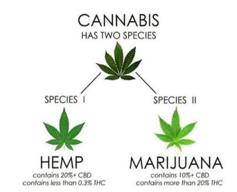 Phân biệt cây gai dầu với Marijuana trong họ cần sa Cannabis